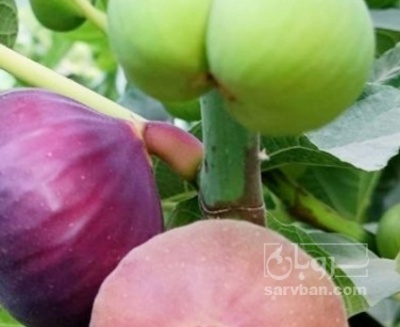 فروش انجیر