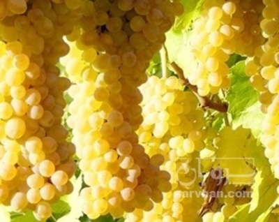 فروش انگور