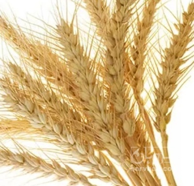 فروش گندم