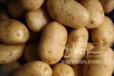 فروش سیب زمینی