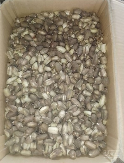 فروش مورینگا (گز روغنی) (گیاه‌ دارویی)