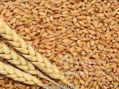 فروش گندم