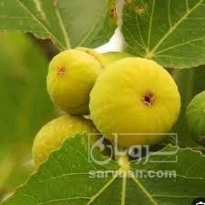 فروش انجیر