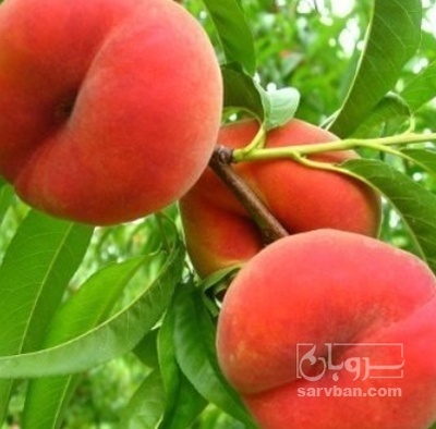 فروش هلو توسرخ بشقابی