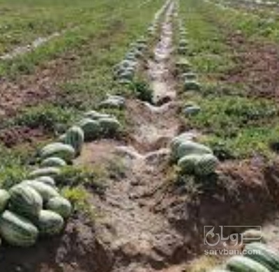 فروش هندوانه