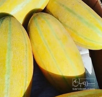 فروش خربزه