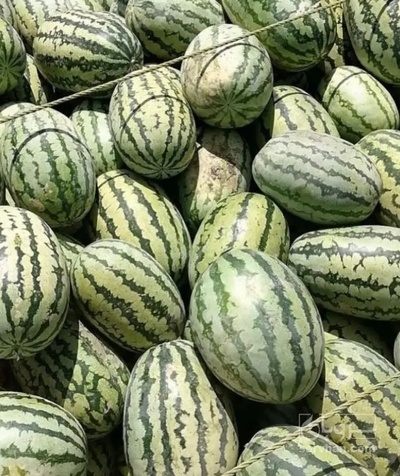 فروش هندوانه دراگون