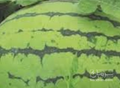 فروش هندوانه دراگون