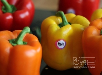 فروش فلفل دلمه ای رنگی