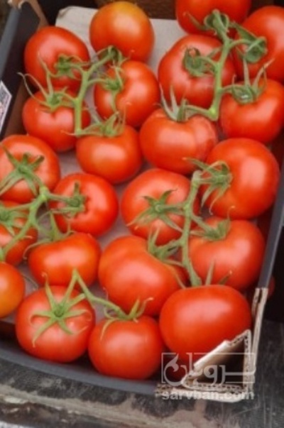 فروش گوجه فرنگی خوشه ایی هیدروپونیک اس کوول