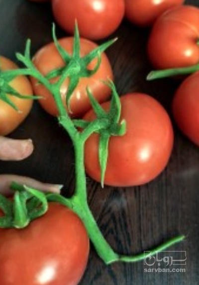 فروش گوجه فرنگی خوشه ایی هیدروپونیک اندور