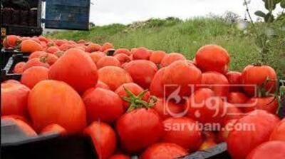 فروش گوجه فرنگی