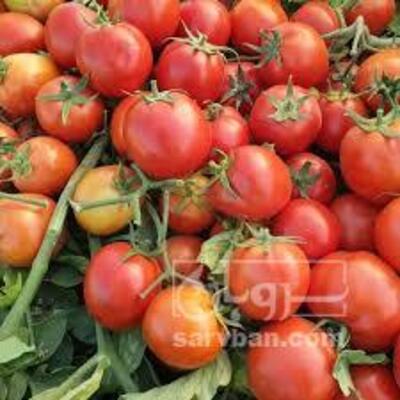 فروش گوجه فرنگی