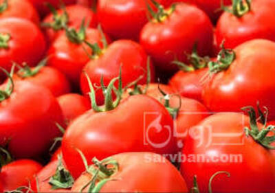 فروش گوجه فرنگی4129