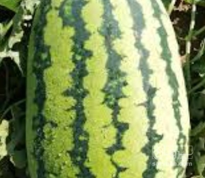 فروش هندوانه دراگون