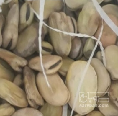 فروش باقلا تازه - باقالی - باقالا