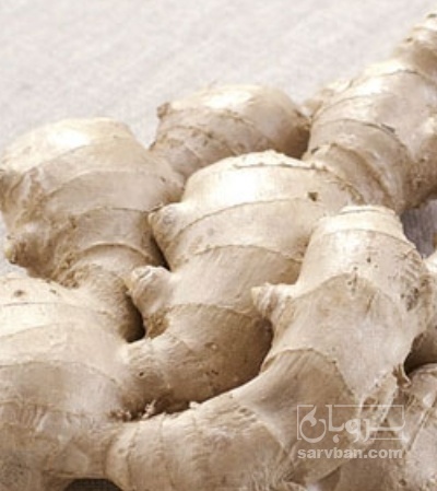 فروش زنجبیل (گیاه‌ دارویی)