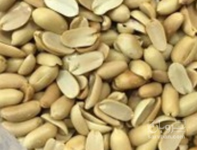فروش بادام زمینی لپه