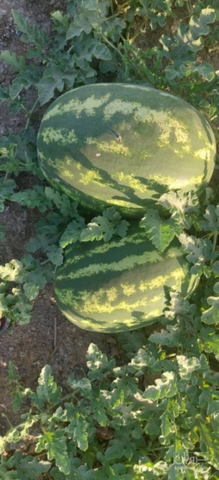 فروش هندوانه بیضی خطی