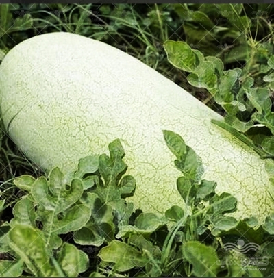 فروش هندوانه میکادو