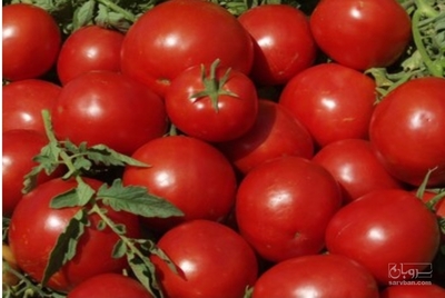 فروش گوجه فرنگی