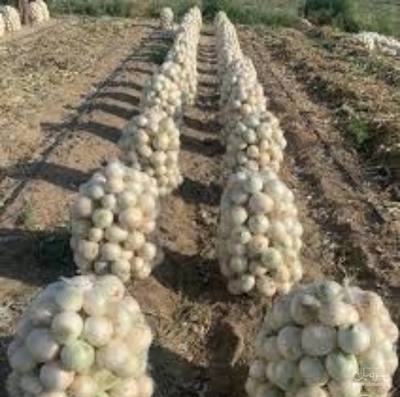 فروش پیازسفید