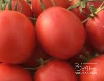 فروش گوجه فرنگی