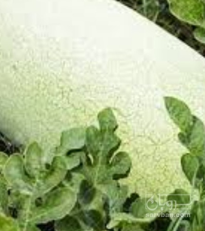 فروش هندوانه