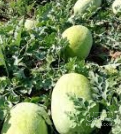 فروش هندوانه