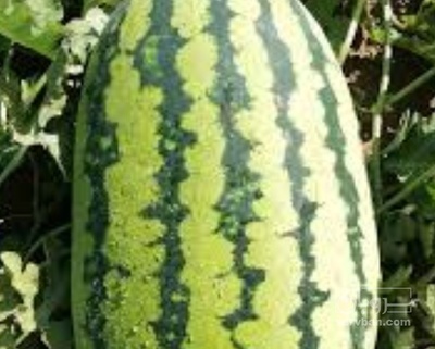 فروش هندوانه