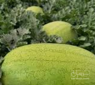 فروش هندوانه