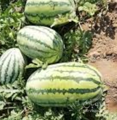 فروش هندوانه دراگون