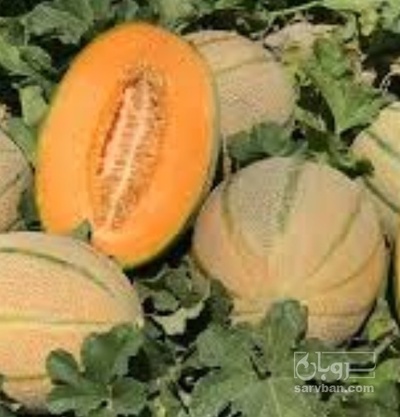 فروش طالبی جانا