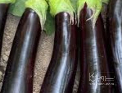 فروش بادمجان