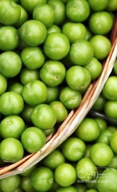 فروش گوجه سبز