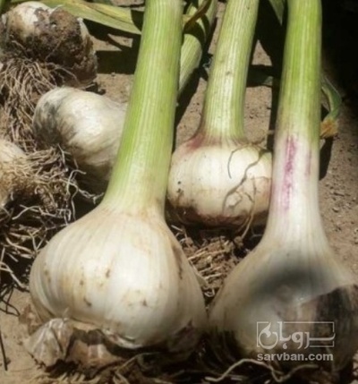 فروش سیر چهار انگشتی