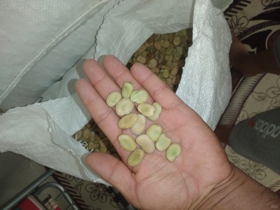 فروش باقلا خشک