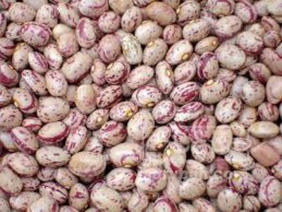 فروش لوبیا چیتی