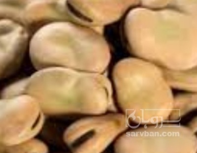 فروش باقلا تازه - باقالی - باقالا