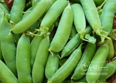 فروش نخود فرنگی