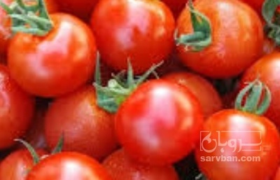 فروش گوجه فرنگی