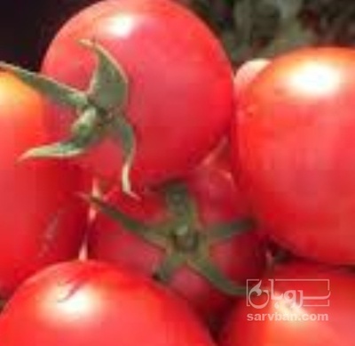 فروش گوجه فرنگی