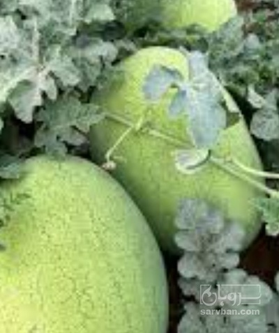 فروش هندوانه