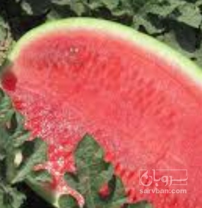 فروش هندوانه میکادو