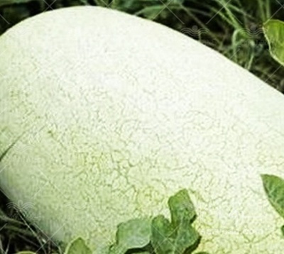 فروش هندوانه اورست