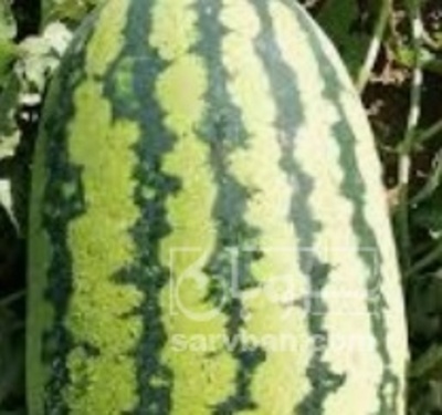 فروش هندوانه سوپر دراگون