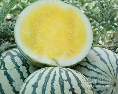 فروش هندوانه اناناسی