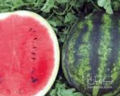 فروش هندوانه ساکاتا