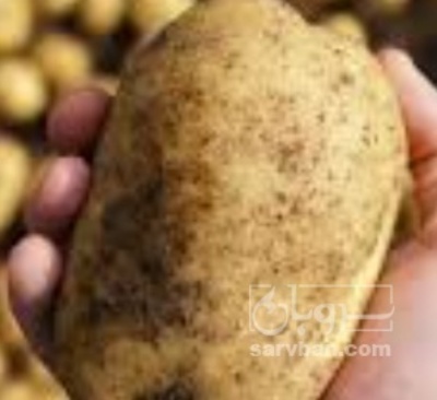 فروش سیب زمینی