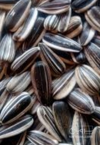 فروش تخمه آفتابگردان دور سفید